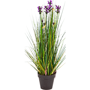 Lavendelgras
