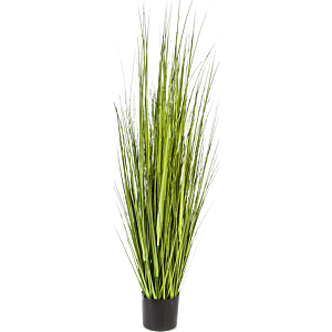 Carexgras