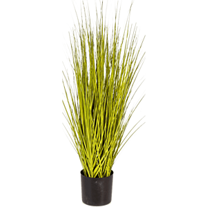 Miscanthusgras