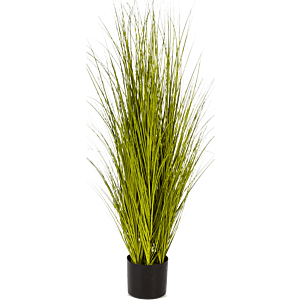 Miscanthusgras