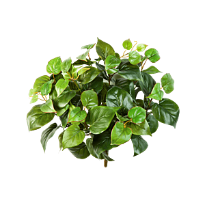 Philodendron