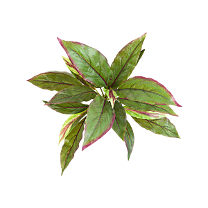 Cordyline