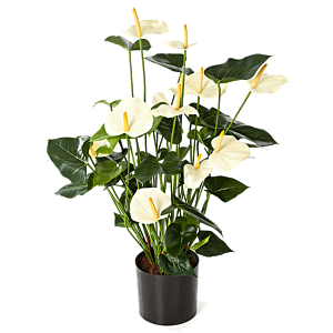 Anthurium
