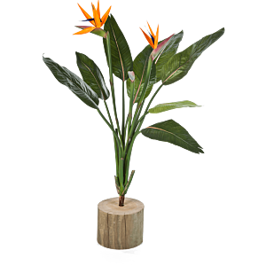 Paradijsvogelbloem (Strelitzia)