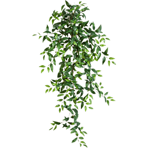 Vaderplant