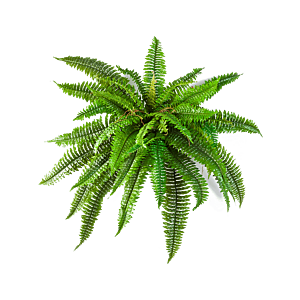 Krulvaren (Bostonvaren)