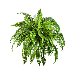 Krulvaren (Boston Fern)