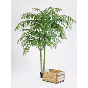 Areca