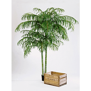 Areca