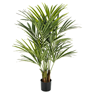 Kentia