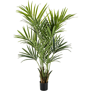 Kentia