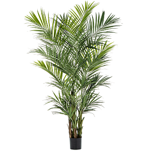 Kentia