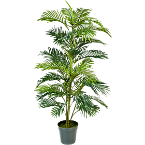 Areca
