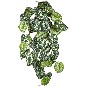 Scindapsus