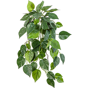 Philondendron