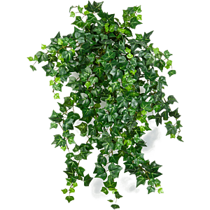 Engelse Klimop (Ivy English)