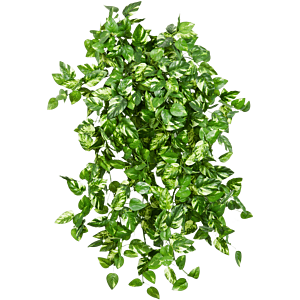 Epipremnum
