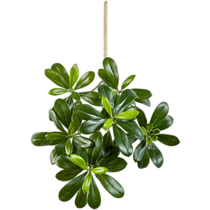 Pittisporum Mountain