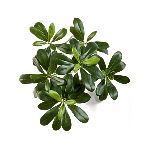 Pittosporum Berg