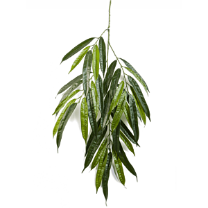 Ficus Alii