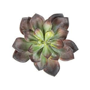 Echeveria