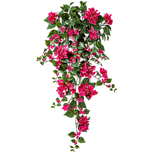 Bougainvillea