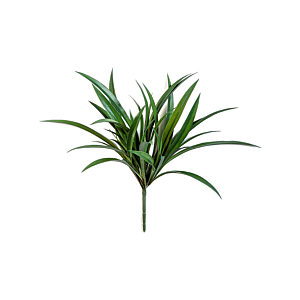 Liriope Gras