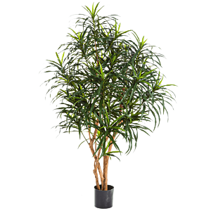 Dracaena Anita