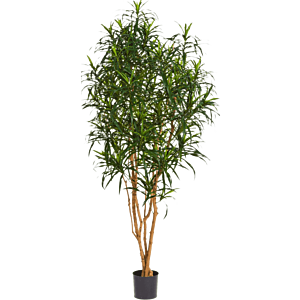 Dracaena Anita