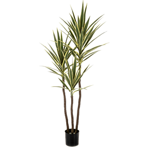 Bonte Yucca