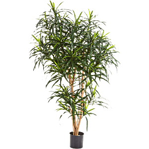 Dracaena Reflexa Anita