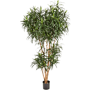 Dracaena Reflexa Anita