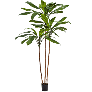 Cordyline Fruticosa