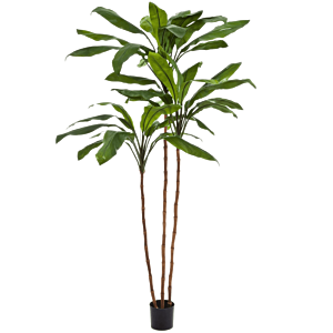 Cordyline Fruticosa