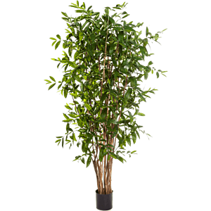 Dracaena Surculosa