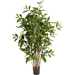 Dracaena Surculosa