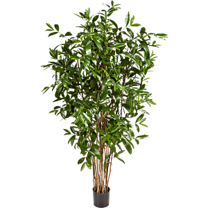 Dracaena Surculosa