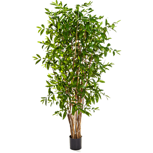 Dracaena Surculosa
