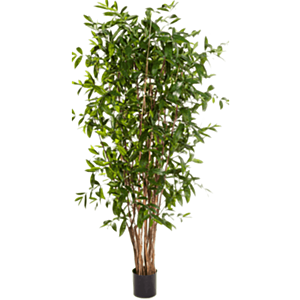 Dracaena Surculosa