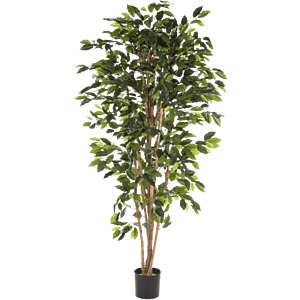 Ficus Nitida