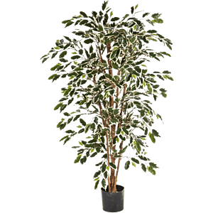 Ficus Nitida bont