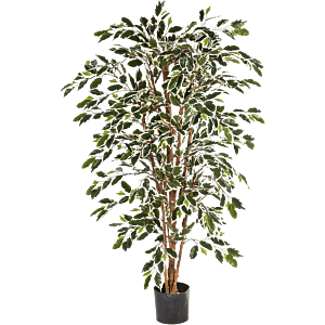 Ficus Nitida bont