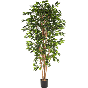 Ficus Nitida