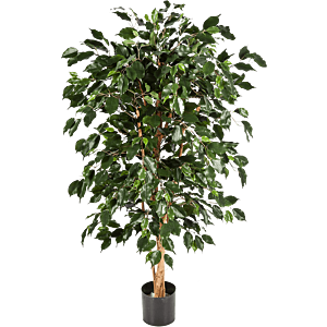 Ficus Nitida Exotica