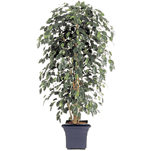 Ficus Nitida Exotica