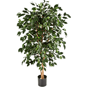 Ficus Nitida Exotica