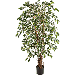 Ficus Liana bont