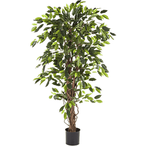 Ficus Liana