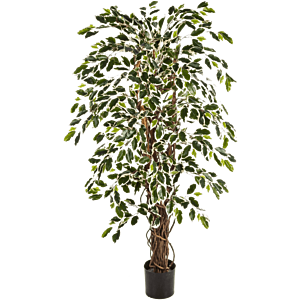 Ficus Liana bont
