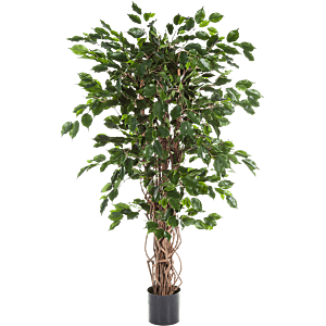 Ficus Liana Exotica